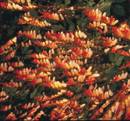 Picture of Mina Lobata - Exotic Love